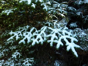 Stark images, marrow-chilling cold and amazing starscapes are  all part of what makes winter hiking so wonderful. Thanks to my friend Lorrie Preston who supplied this photo of snow patterns on an evergreen near Mad Tom Notch on the A.T. in Vermont. Winter is not an excuse to sit in front of the television dreaming of spring wildflowers.  It is an opportunity to experience the outdoors at its best.  (Photo by Lorrie Preston, all rights reserved.